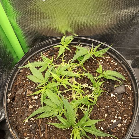 CALIFÓRNIA ORANGE  growlog timeline photo