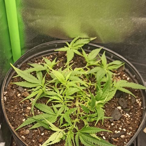 CALIFÓRNIA ORANGE  growlog timeline photo