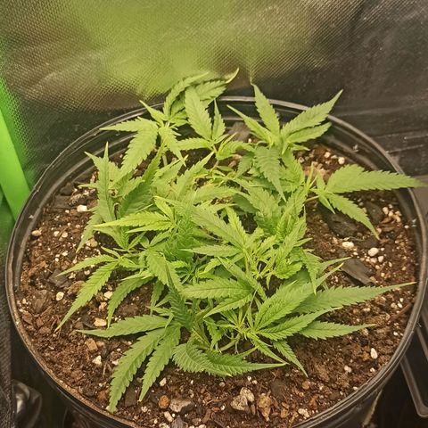 CALIFÓRNIA ORANGE  growlog timeline photo