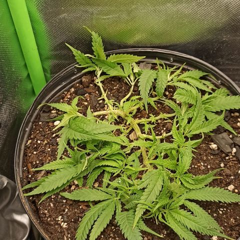 CALIFÓRNIA ORANGE  growlog timeline photo