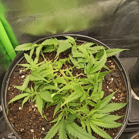 CALIFÓRNIA ORANGE  growlog timeline photo