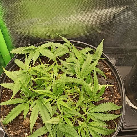 CALIFÓRNIA ORANGE  growlog timeline photo