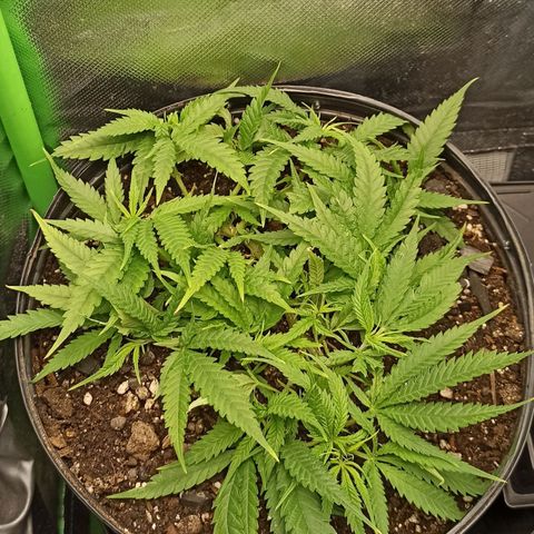 CALIFÓRNIA ORANGE  growlog timeline photo