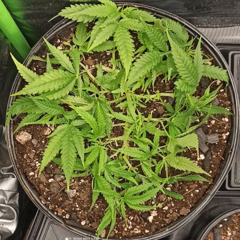 CALIFÓRNIA ORANGE  growlog photo: LST 