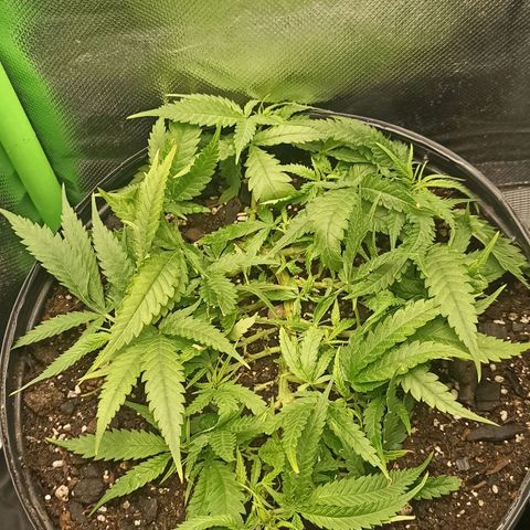 CALIFÓRNIA ORANGE  growlog timeline photo