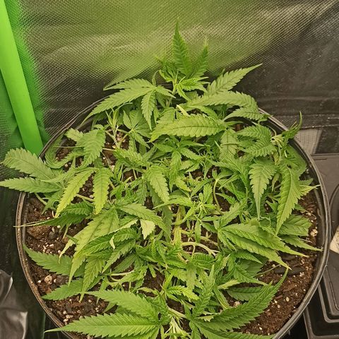 CALIFÓRNIA ORANGE  growlog timeline photo