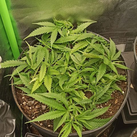 CALIFÓRNIA ORANGE  growlog timeline photo