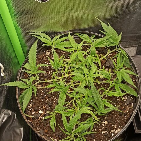 CALIFÓRNIA ORANGE  growlog timeline photo