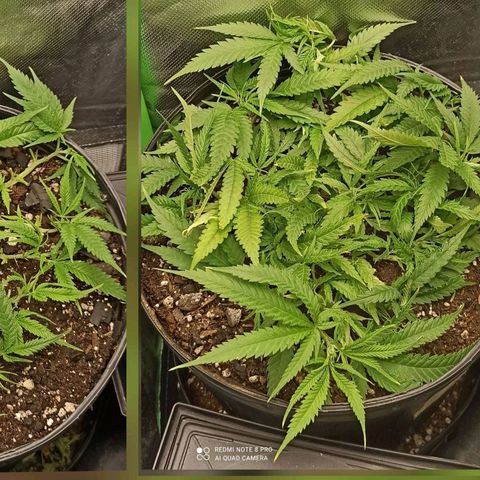 CALIFÓRNIA ORANGE  growlog timeline photo