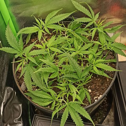 CALIFÓRNIA ORANGE  growlog timeline photo