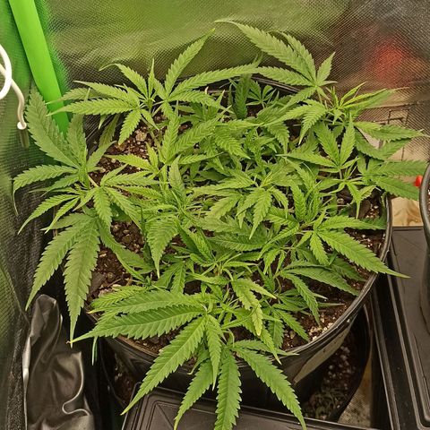 CALIFÓRNIA ORANGE  growlog timeline photo