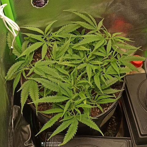CALIFÓRNIA ORANGE  growlog timeline photo