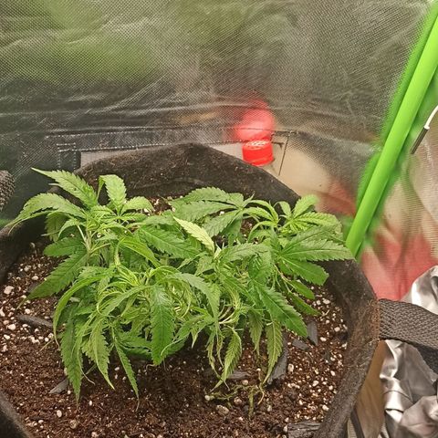 CALIFÓRNIA ORANGE  growlog timeline photo