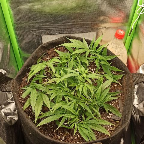 CALIFÓRNIA ORANGE  growlog timeline photo