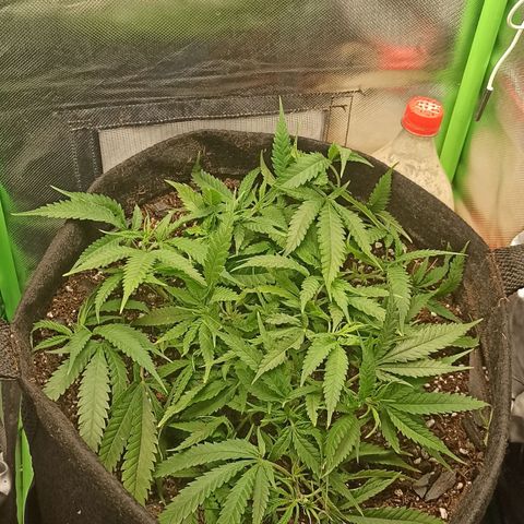 CALIFÓRNIA ORANGE  growlog timeline photo