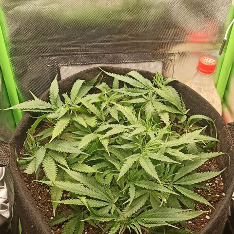 CALIFÓRNIA ORANGE  growlog timeline photo
