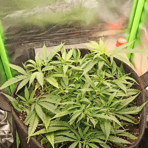 CALIFÓRNIA ORANGE  growlog timeline photo