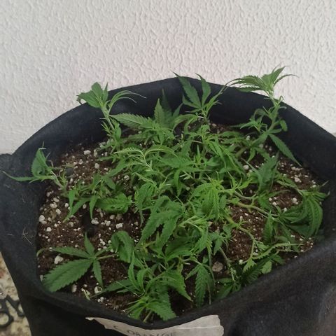 CALIFÓRNIA ORANGE  growlog timeline photo