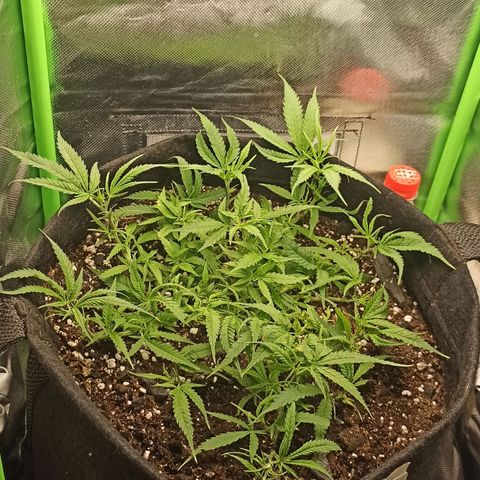 CALIFÓRNIA ORANGE  growlog timeline photo