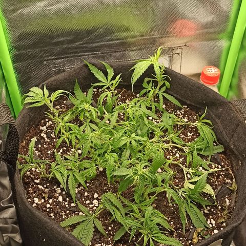 CALIFÓRNIA ORANGE  growlog timeline photo