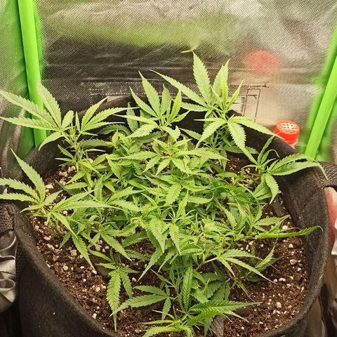 CALIFÓRNIA ORANGE  growlog timeline photo