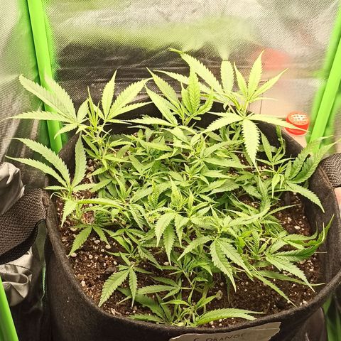 CALIFÓRNIA ORANGE  growlog timeline photo