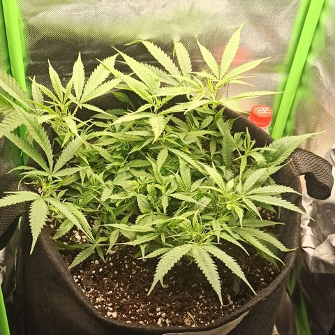 CALIFÓRNIA ORANGE  growlog timeline photo