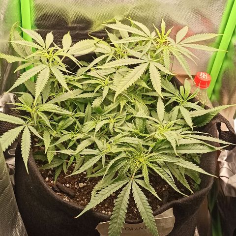 CALIFÓRNIA ORANGE  growlog timeline photo