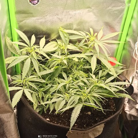 CALIFÓRNIA ORANGE  growlog timeline photo