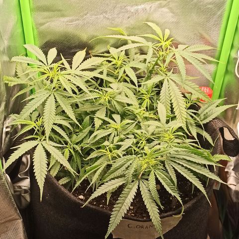 CALIFÓRNIA ORANGE  growlog timeline photo