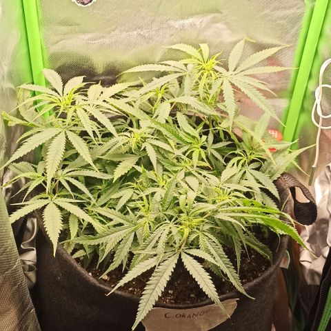 CALIFÓRNIA ORANGE  growlog timeline photo