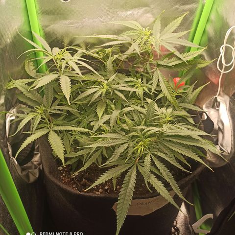 CALIFÓRNIA ORANGE  growlog timeline photo