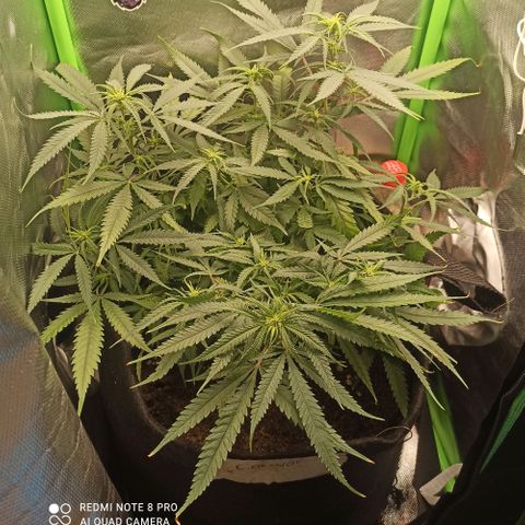 CALIFÓRNIA ORANGE  growlog timeline photo