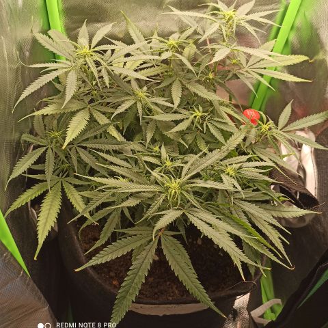 CALIFÓRNIA ORANGE  growlog timeline photo