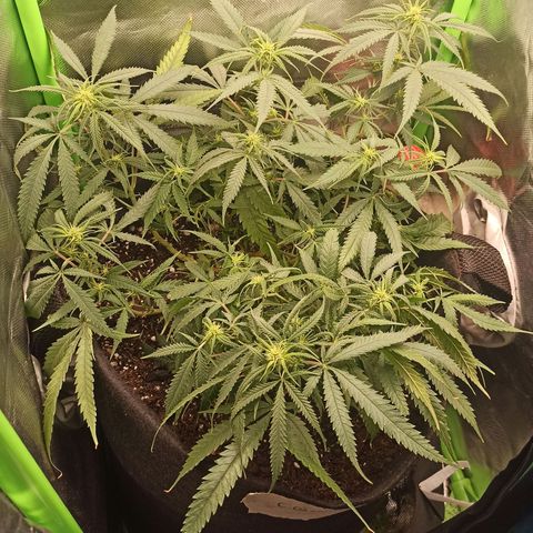 CALIFÓRNIA ORANGE  growlog timeline photo