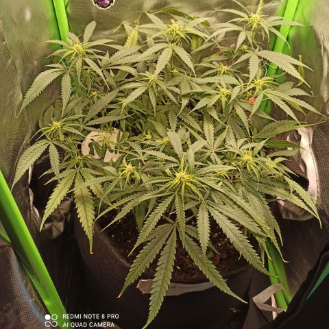 CALIFÓRNIA ORANGE  growlog timeline photo