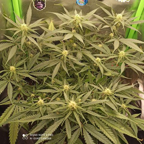 CALIFÓRNIA ORANGE  growlog timeline photo