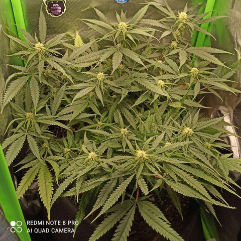 CALIFÓRNIA ORANGE  growlog timeline photo