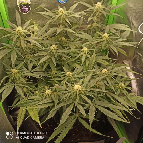 CALIFÓRNIA ORANGE  growlog timeline photo