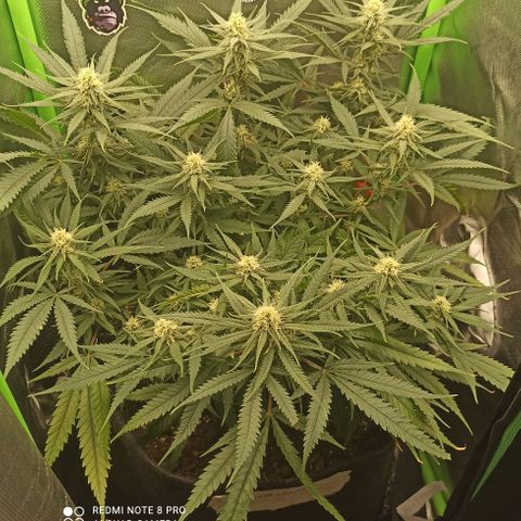 CALIFÓRNIA ORANGE  growlog timeline photo