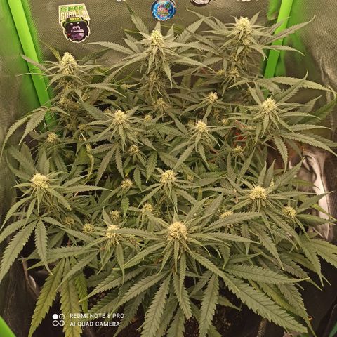 CALIFÓRNIA ORANGE  growlog timeline photo