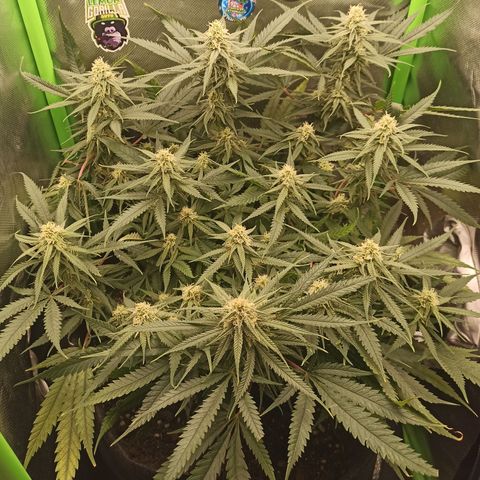 CALIFÓRNIA ORANGE  growlog timeline photo