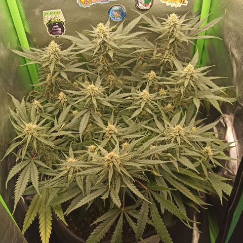 CALIFÓRNIA ORANGE  growlog timeline photo