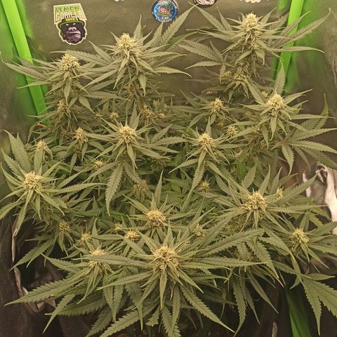 CALIFÓRNIA ORANGE  growlog timeline photo