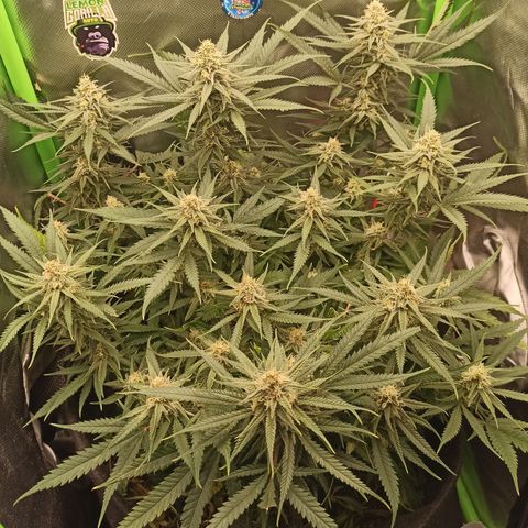 CALIFÓRNIA ORANGE  growlog timeline photo