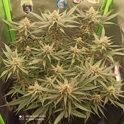CALIFÓRNIA ORANGE  growlog timeline photo