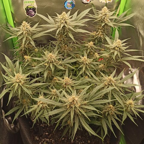 CALIFÓRNIA ORANGE  growlog timeline photo