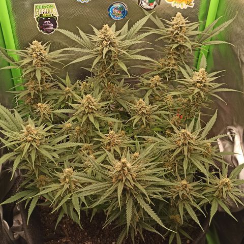 CALIFÓRNIA ORANGE  growlog timeline photo