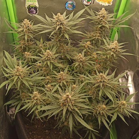 CALIFÓRNIA ORANGE  growlog timeline photo
