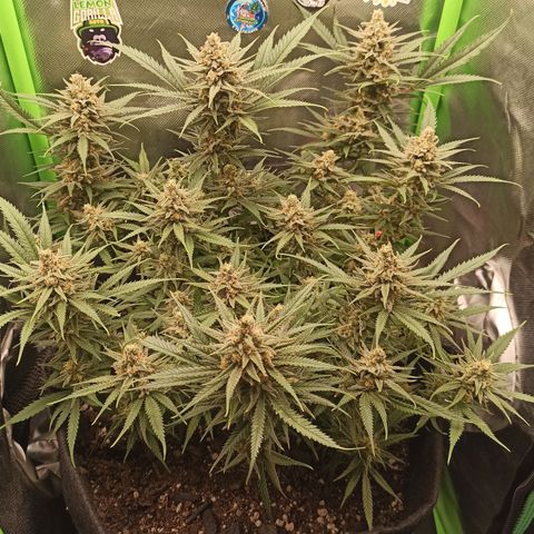 CALIFÓRNIA ORANGE  growlog timeline photo